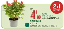 Botanic Mini rosier offre