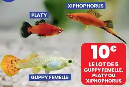 Animalis Le lot de 5 guppy femmelle, platy ou xiphophorus offre