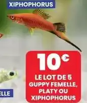 Animalis Le lot de 5 guppy femelle platy ou xiphophorus offre