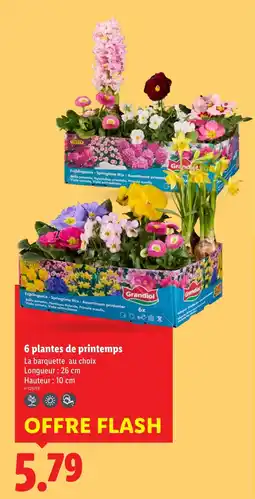 Lidl 6 plantes de printemps offre