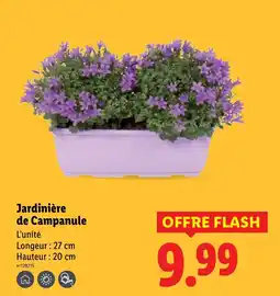Lidl Jardinière de Campanule offre