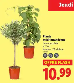 Lidl Plante méditerranéenne offre