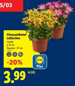 Lidl Chrysanthème collection offre