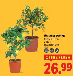 Lidl Agrumes sur tige offre