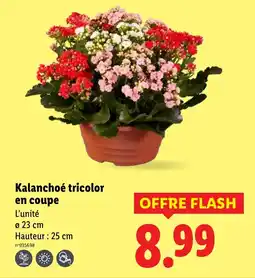 Lidl Kalanchoé tricolor en coupe offre