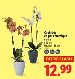 Lidl Orchidée en pot céramique offre