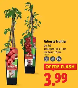 Lidl Arbuste fruitier offre