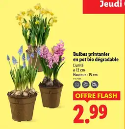 Lidl Bulbes printanier en pot bio dégradable offre