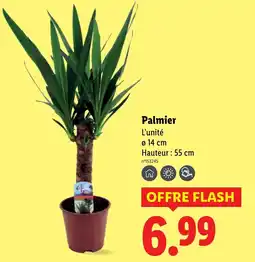 Lidl Palmier offre