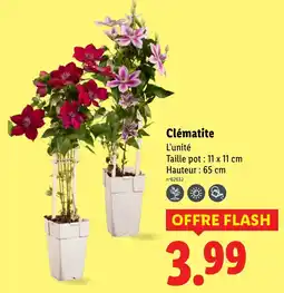 Lidl Clématite offre