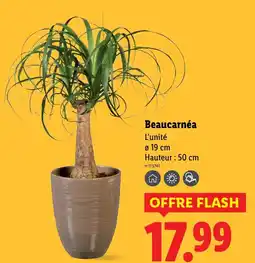 Lidl Beaucarnéa offre