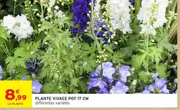 Intermarché Hyper Plante vivace pot offre