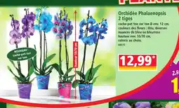Norma Orchidée Phalaenopsis 2 tiges offre