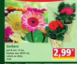 Norma Gerbera offre