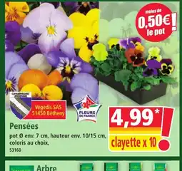 Norma Pensées offre