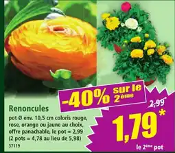 Norma Renoncules offre