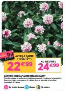 Delbard Daphné odora aureomarginata offre