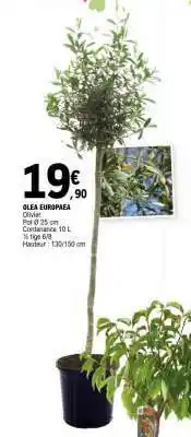 E.Leclerc OLEA EUROPAEA offre