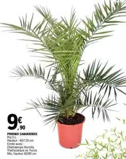 E.Leclerc Phoenix Canariensis offre