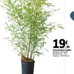 E.Leclerc PHYLLOSTACHYS AUREA offre