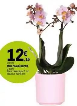 E.Leclerc MINI PHALAENOPSIS offre