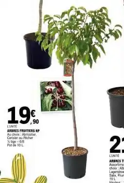 E.Leclerc ARBRES FRUITIERS RP offre
