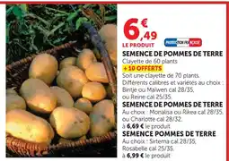 Super U Semence de pommes de terre bintje ou maïwen offre
