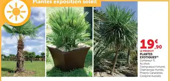 Super U Plantes exotiques trachycarpus fortunei offre
