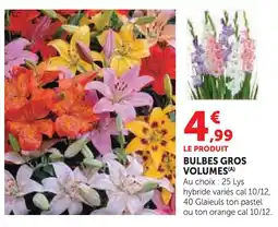 Super U Bulbes gros volumes offre