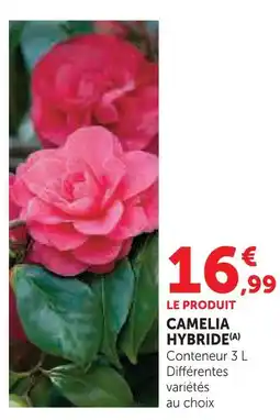 Super U Camelia hybride offre