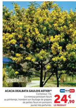 Hyper U Acacia dealbata gaulois astier offre