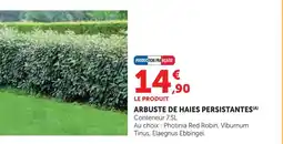 Super U Arbuste de haies persistantes offre