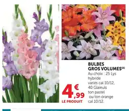 Hyper U Bulbes gros volumes offre