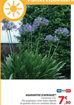 Hyper U Agapanthe d'afrique offre