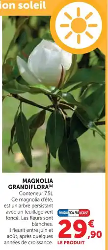Hyper U Magnolia grandiflora offre