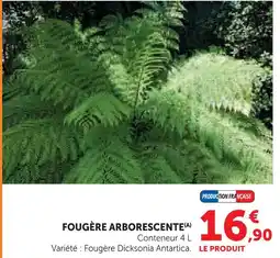 Hyper U Fougère arborescente offre