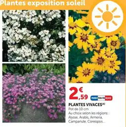 Super U Plantes vivaces offre