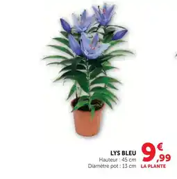 Hyper U Lys bleu offre