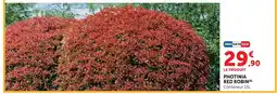 Hyper U Photinia red robin offre
