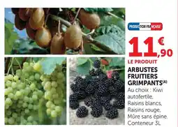 Hyper U Arbustes fruitiers grimpants offre