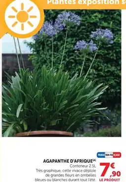 Super U Agapanthe d'afrique offre
