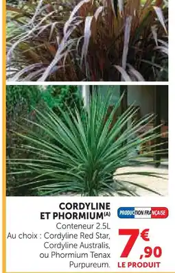 Super U Cordyline red star offre
