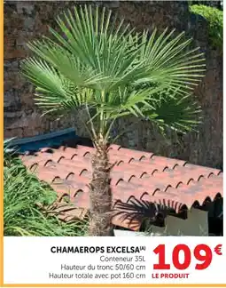 Super U Chamaerops excelsa offre
