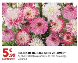 Super U Bulbes de dahlias gros volumes offre