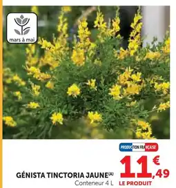 Super U Genista tinctoria jaune offre