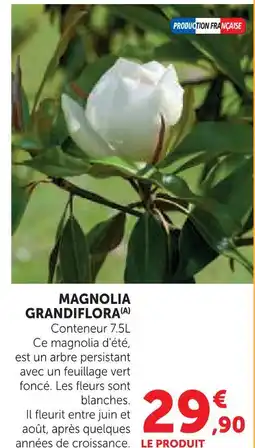 Super U Magnolia grandiflora offre