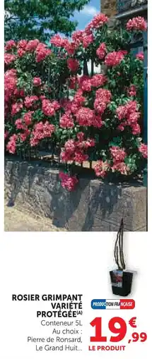 Hyper U Rosier grimpant variété protégée offre