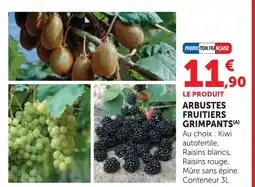 Super U Arbustes fruitiers grimpants offre