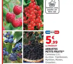 Hyper U Arbustes petits fruits offre