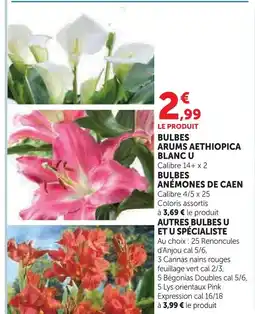 Hyper U U bulbes arums aethiopica blanc offre
